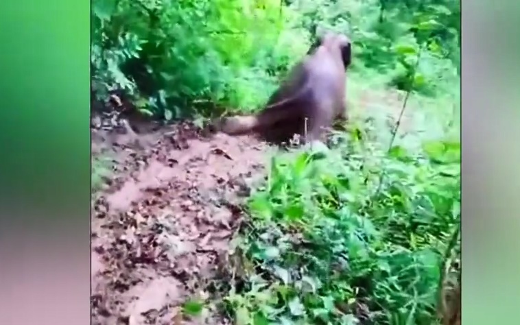 Video: Voi con quỳ gối trượt dốc bùn